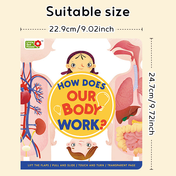 How Does Our Body Work？- Interactive book，Pull-Tab Board，Lift-the-Flap，Early Learning，Human Body Learning