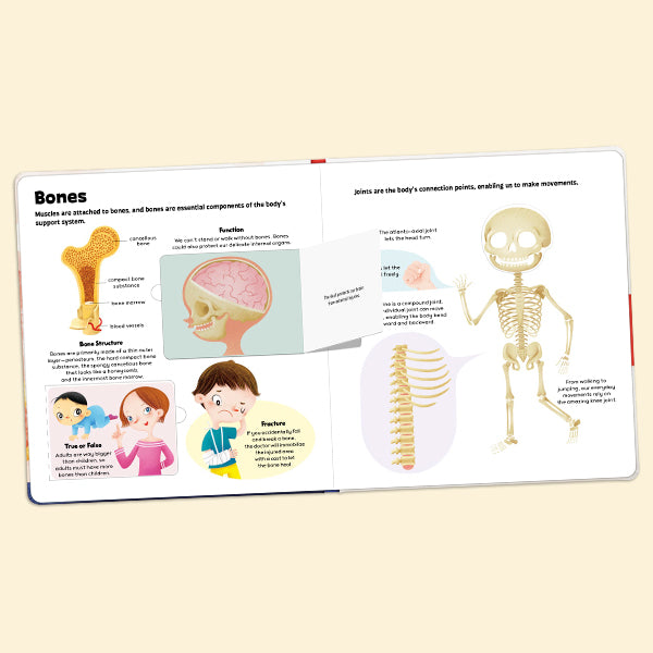 How Does Our Body Work？- Interactive book，Pull-Tab Board，Lift-the-Flap，Early Learning，Human Body Learning